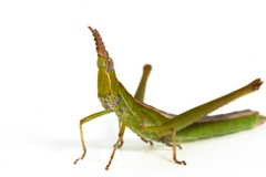 Keyacris scurra