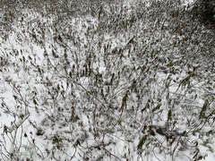 Rhododendron tomentosum