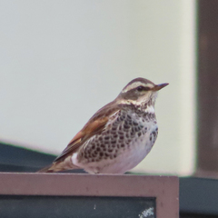 Turdus eunomus