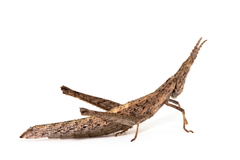 Keyacris scurra