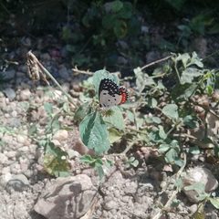 Talicada nyseus nyseus