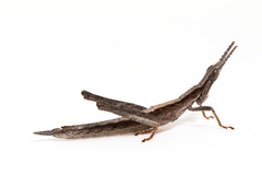 Keyacris scurra