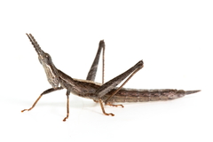 Keyacris scurra