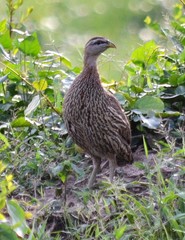 Pternistis bicalcaratus