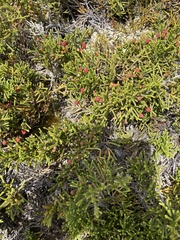 Microcachrys tetragona