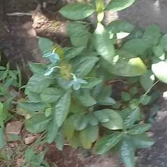 Ecbolium ligustrinum