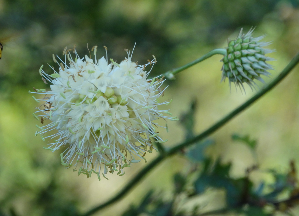 Cephalaria ambrosioides
