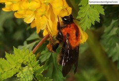 Bombus longipes