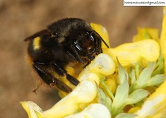 Bombus ganjsuensis