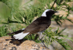 Pied Wheatear photo 3