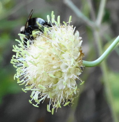 Cephalaria ambrosioides