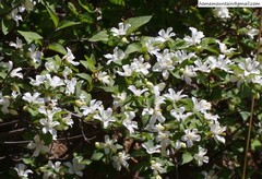 Deutzia grandiflora