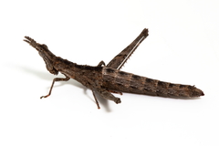 Keyacris
