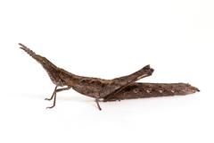Keyacris scurra