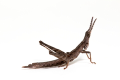 Keyacris scurra