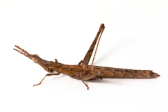 Keyacris