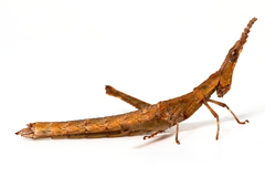 Keyacris