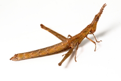 Keyacris
