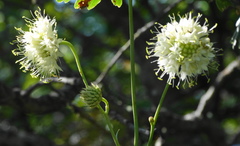 Cephalaria ambrosioides