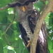 Barred Eagle-Owl - Photo (c) Tan Kok Hui, some rights reserved (CC BY-NC), uploaded by Tan Kok Hui