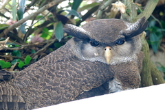 Barred Eagle-Owl photo 2