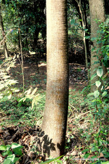 Sterculia villosa
