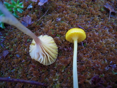 Gloioxanthomyces