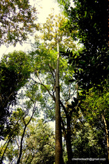 Sterculia villosa