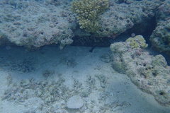 Epinephelidae