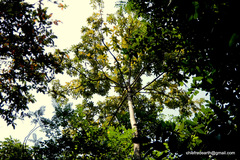 Sterculia villosa