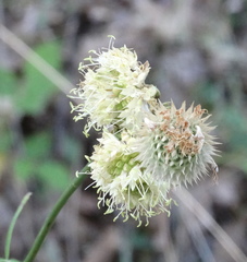 Cephalaria ambrosioides