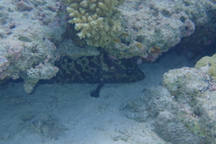Epinephelidae