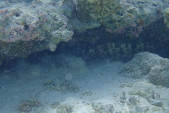 Epinephelidae