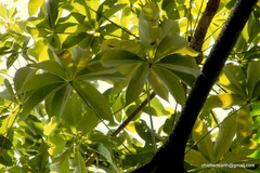Sterculia villosa