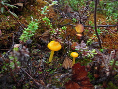 Gloioxanthomyces