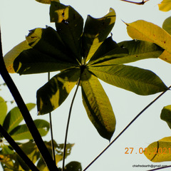 Sterculia villosa