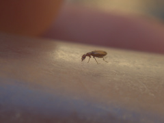 Pseudocyclodinus glaber