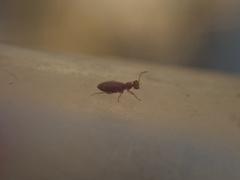 Pseudocyclodinus glaber