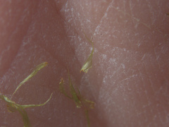 Breutelia pendula