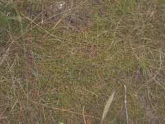 Breutelia pendula
