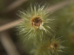 Breutelia pendula