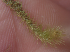 Breutelia pendula