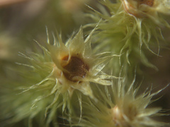 Breutelia pendula