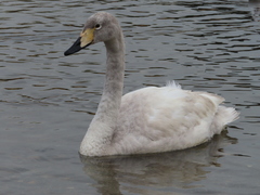 Cygnus cygnus