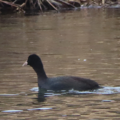 Fulica atra