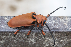 Ioesse sanguinolenta