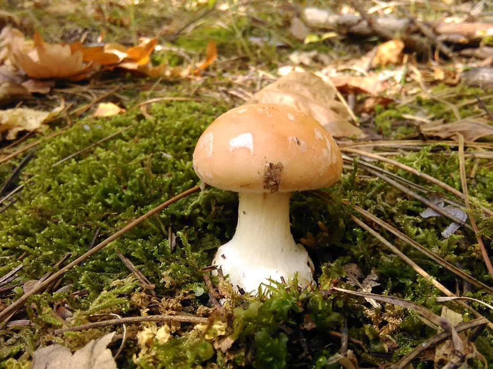 Leucocortinarius