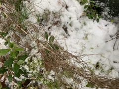 Equisetum sylvaticum