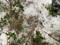 Equisetum sylvaticum