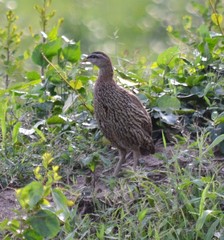 Pternistis bicalcaratus